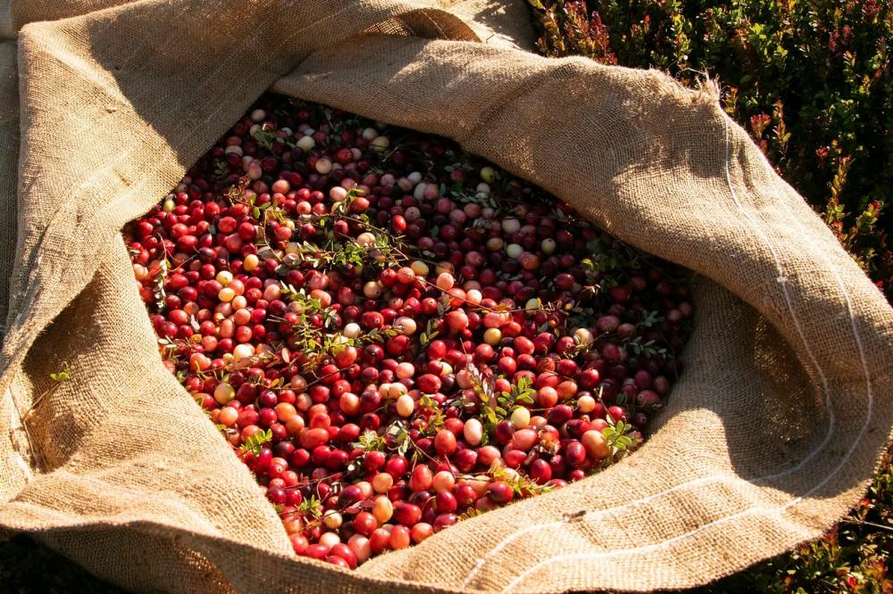 Alwaal Albari Ethiopia Sidamo 200G