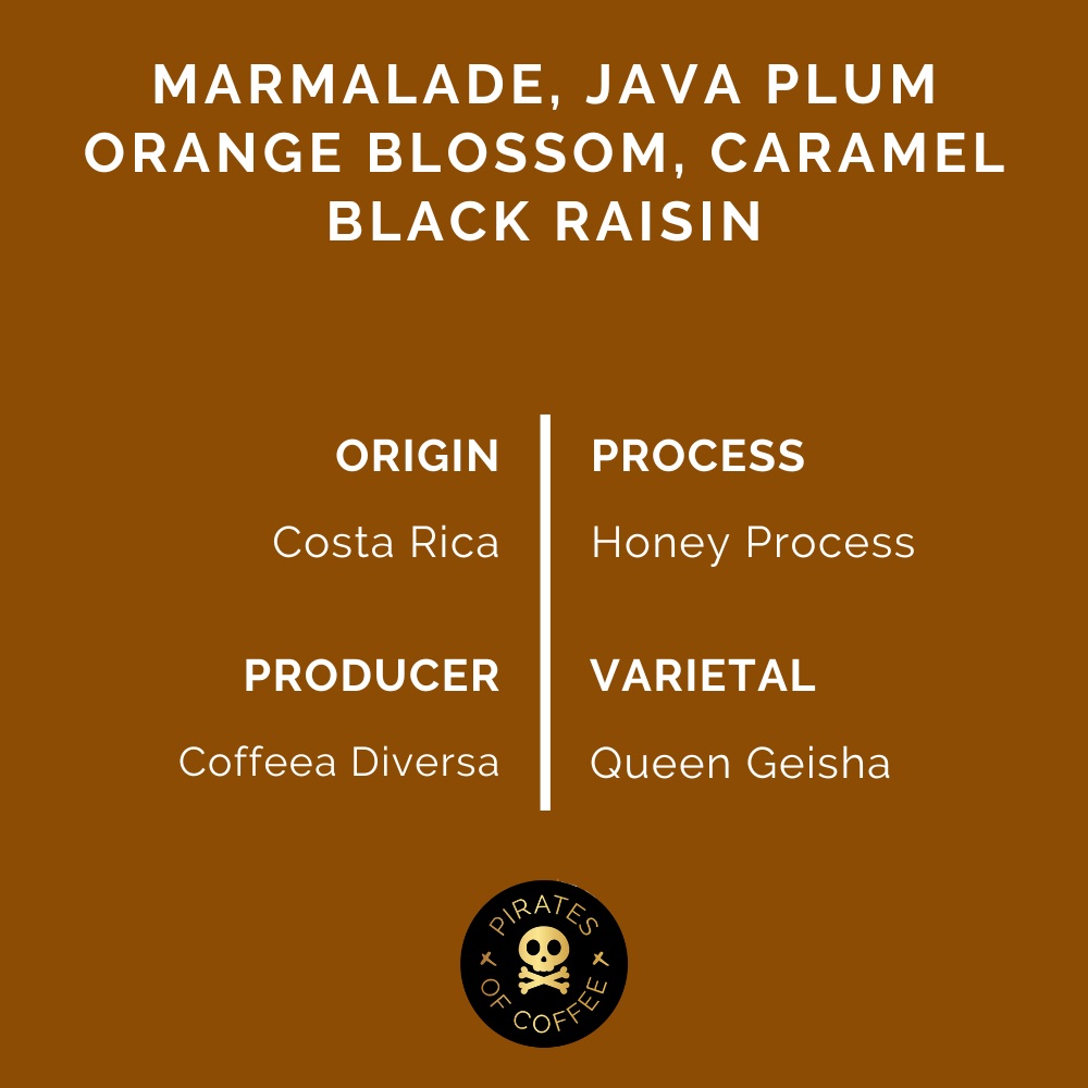 Pirates Costa Rica Honey Geisha - Costa Rica Honey (100g)