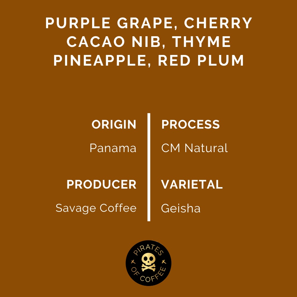 Pirates Enigma Geisha - Panama CM Natural (100g)